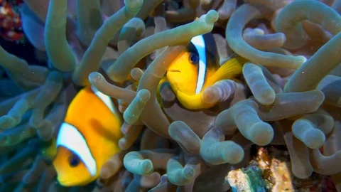 Underwater Close View Clown Fish On Anemone Red Sea Egypt Stock Footage 101646222