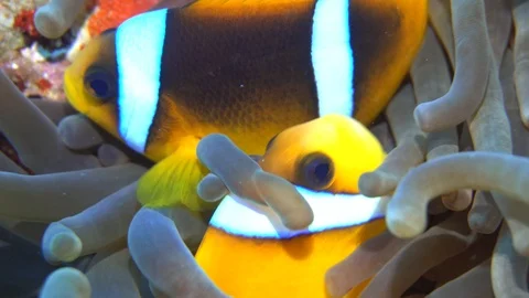 Underwater Close View Clown Fish On Anemone Red Sea Egypt Stock Footage 101646243