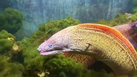 Underwater close-up view of common Moray eel or black Moray eel swimming Видео 333985546