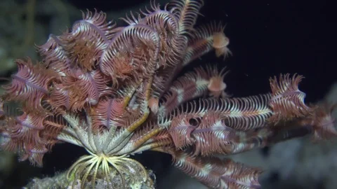 Underwater Close View Feather Star On Sea Rock Red Sea Egypt Stock Footage 101645403