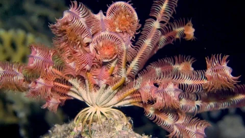 Underwater Close View Feather Star On Sea Rock Red Sea Egypt Stock Footage 101645470