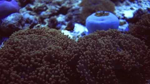 Underwater close up view of fish that hide and swim in corals. Maldives Stock Footage 171318123