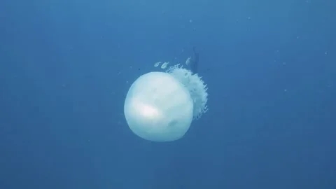 Underwater close up view of giant white jellyfish swimming in the blue ocean. Stock Footage 142643485