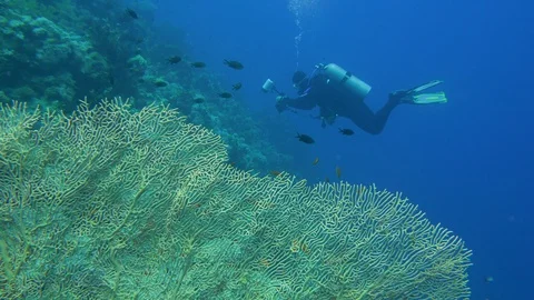 Underwater Close View Gorgonian Sea Fan Diver Photographer Red Sea Egypt Stock Footage 101646495