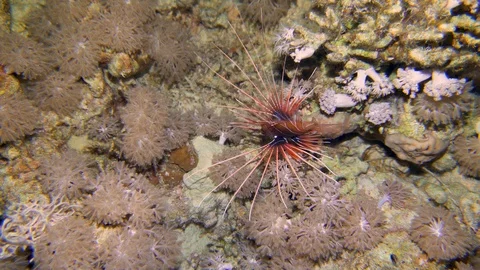 Underwater Close View Lionfish Over Sea Lilies Red Sea Egypt Stock Footage 101645391