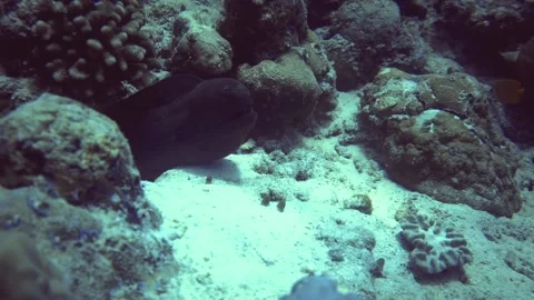 Underwater close up view of moorea hide in rock of bottom. Maldives Stock Footage 171376500