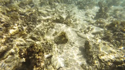 Underwater close up view to the ocean lagoon bottom floor with sea cucumbers and Stock Footage 245444977