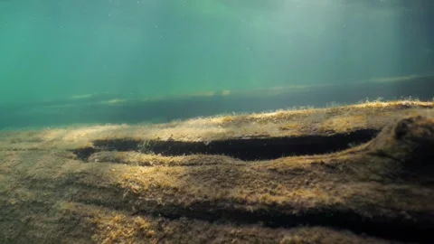 Underwater close-up view of old sunken tree in clear-watered lake Stock Footage 321067900