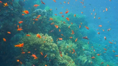 Underwater Close View Red Anthia Fish Coral Reef Red Sea Egypt Stock Footage 101646376