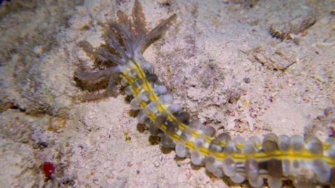 Underwater Close View Sea Cucumber On The Coral Reef Red Sea Egypt Stock Footage 101645522