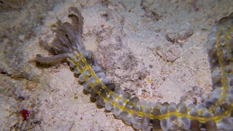 Underwater Close View Sea Cucumber On The Coral Reef Red Sea Egypt Stock Footage 101645576