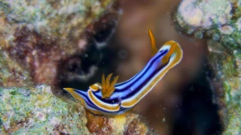 Underwater Close View Sea Snail Gastropod Red Sea Egypt Stock Footage 101644915