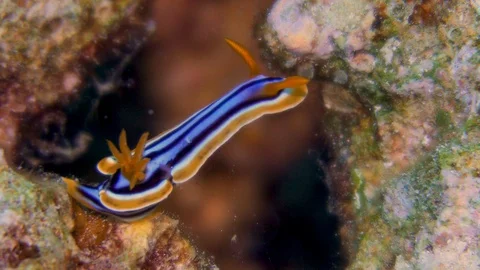 Underwater Close View Sea Snail Gastropod Red Sea Egypt Stock Footage 101644968