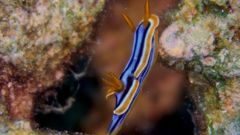 Underwater Close View Sea Snail Gastropod Red Sea Egypt Stock Footage 101645023