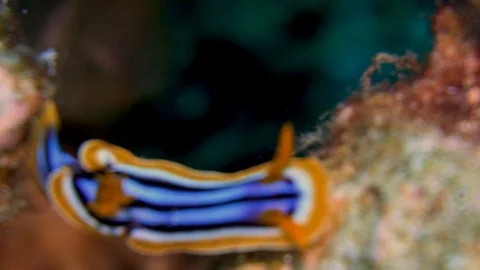 Underwater Close View Sea Snail Gastropod Red Sea Egypt Stock Footage 101645056