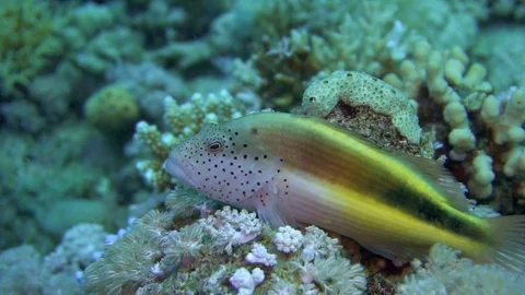 Underwater Close View Snapper Lying On Coral Red Sea Egypt Stock Footage 101642128