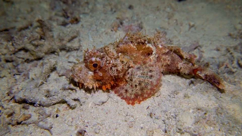 Underwater Close View Stone Fish On The Coral Reef Red Sea Egypt Stock Footage 101645645
