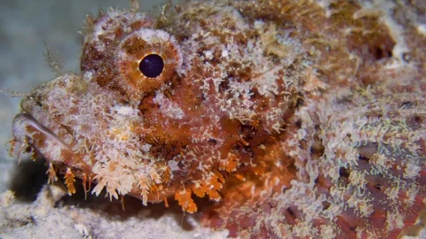 Underwater Close View Stone Fish On The Coral Reef Red Sea Egypt Stock Footage 101645711