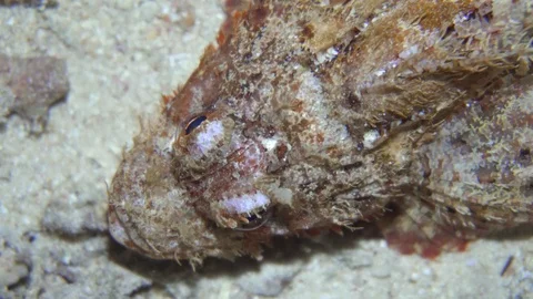 Underwater Close View Stone Fish On The Coral Reef Red Sea Egypt Stock Footage 101645745