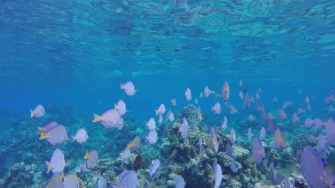 Underwater Up Close View Swimming Behind School Of Fish Vídeo Stock 148795656
