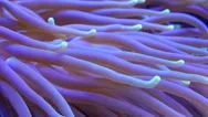 Underwater Closeup Of Sea Anenome Stock Footage