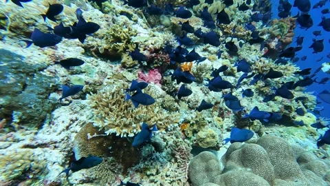 Underwater closeup of shoaling redtoothed triggerfish swimming over Stock Footage 242228384