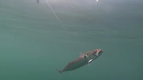 Vertical closeup shot of a fish hanging on the fish hook Stock