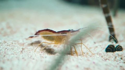 Underwater Closeup Of Shrimp Stock Footage 82683635