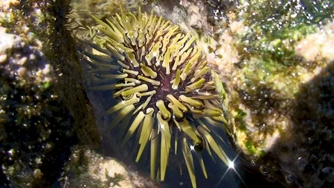 Underwater closeup of yellow tropical sea urchin Stock Footage 106496953
