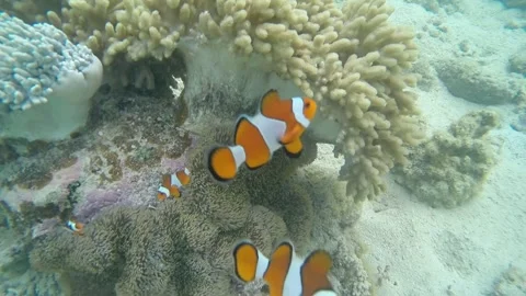 Underwater Clown Fish playing with camera 스톡 동영상 138309751