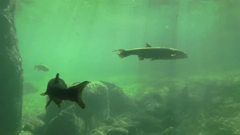 Underwater of Colorado Pikeminnow Freshwater Fish Swimming Stock Footage
