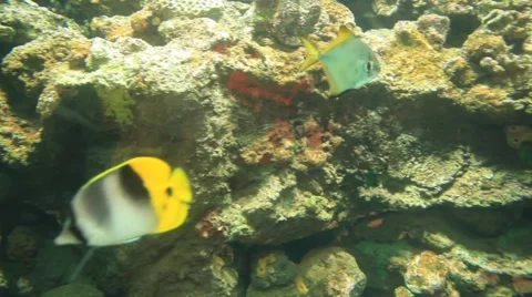 Underwater Colorful Fish Stock Footage 48626149