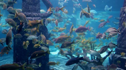 Underwater colorful fish in giant aquarium 1 Stock Footage