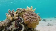 Underwater Colorful Maxima Clam And Pipefish Stock Footage