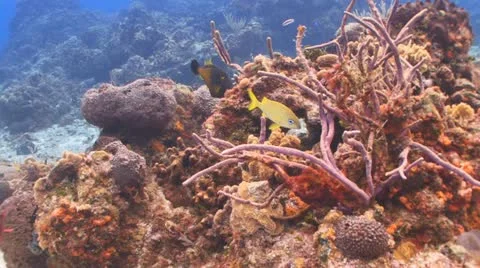 Underwater colors,fish,reef Видео 11239111