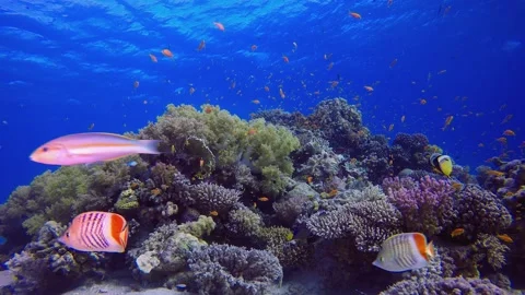 Underwater Colourful Background Stock Footage 330942813