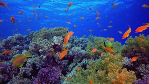 Underwater Colourful Fish and Soft Corals Stock Footage 341979088