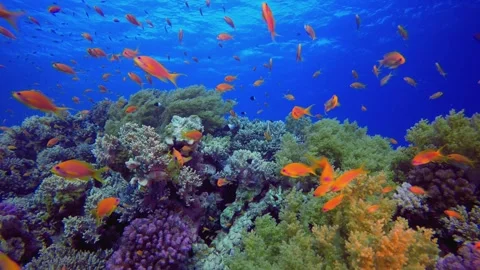 Underwater Colourful Fish and Soft Corals Stock Footage 342282379