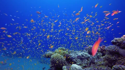 Underwater Colourful World Stock Footage 345089120