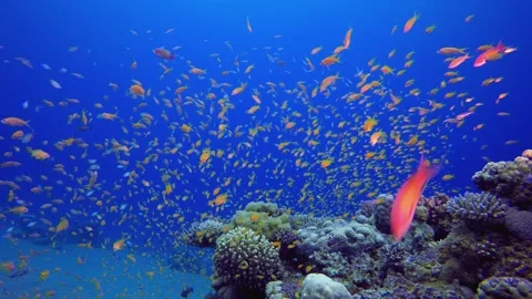 Underwater Colourful World Stockbeeldmateriaal 345999243