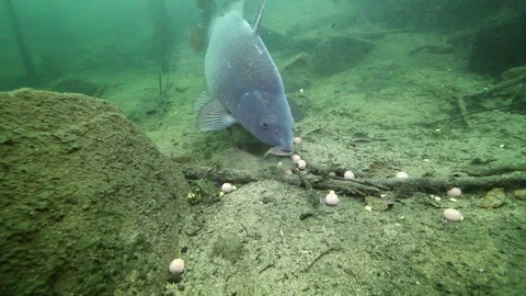 Underwater common carp with boilie  Stock Footage 87753592