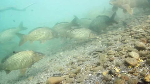 Underwater Common carp (cyprinus carpio) Stock-Footage 86762389