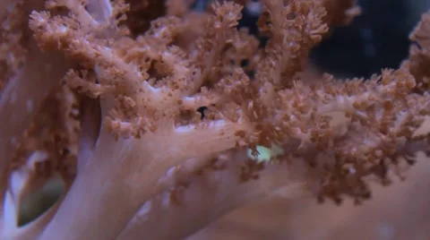 Underwater Coral 動画素材 1062286