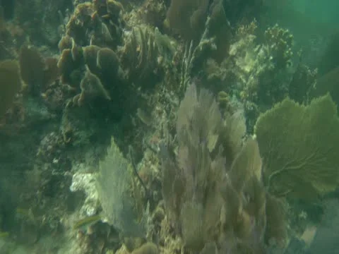Underwater Coral Stock Footage 22157109