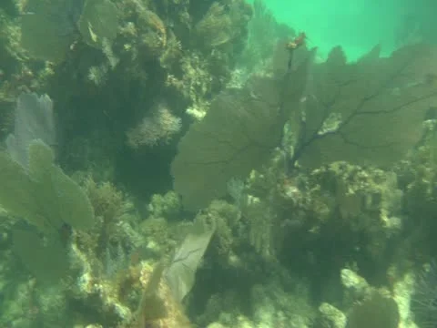 Underwater Coral Stock Footage 22157111