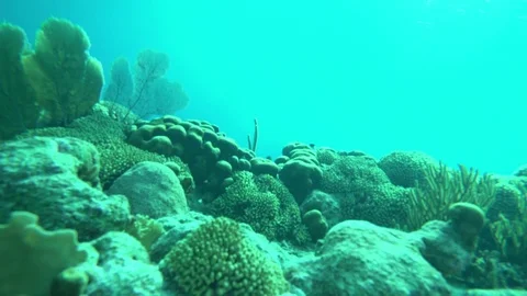 Underwater coral Stock Footage 75248595