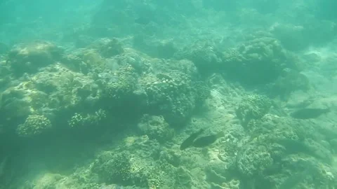 UNDERWATER CORAL 스톡 동영상 138337240