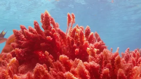 Underwater Coral Reef and Some Beautiful Fish Vídeo Stock 157673353