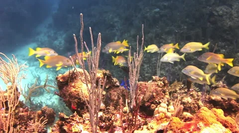 Underwater Coral Reef and Tropical Fish in Bahamas 库存影片 59165521