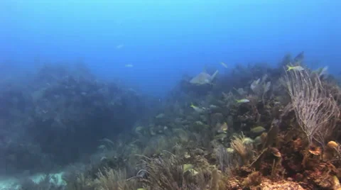 Underwater Coral Reef and Tropical Fish in Bahamas Stock Footage 59165602